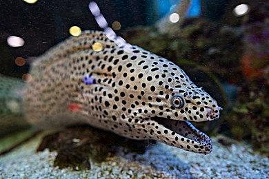 英雄联盟仙子之庭皮肤效果预览，LOL13.6新皮肤有哪些？