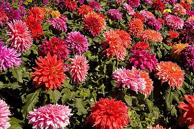 《流浪者》主机版新预告片 女剑士薇薇安很胸悍